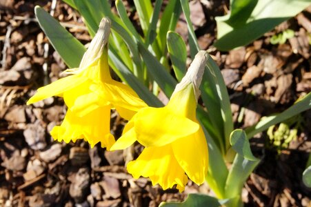 Flowers spring daffodils