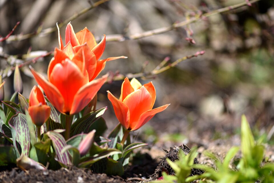 Bloom orange red plant