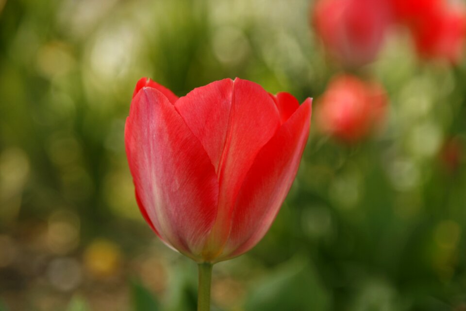 Summer spring flower