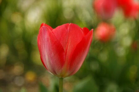 Summer spring flower photo