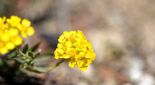 Stone herb yellow flower early bloomer photo