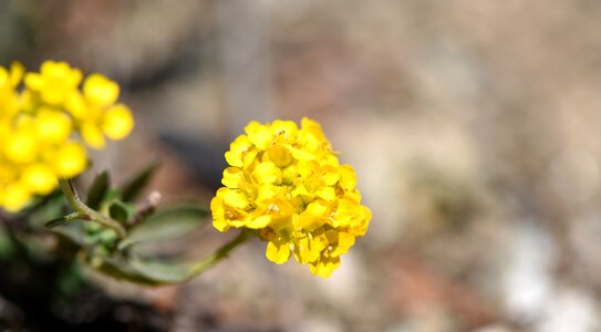 Stone herb yellow flower early bloomer
