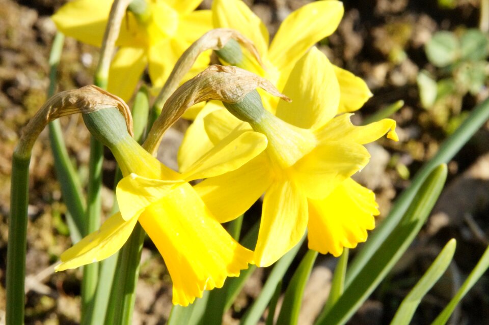 Bloom spring yellow