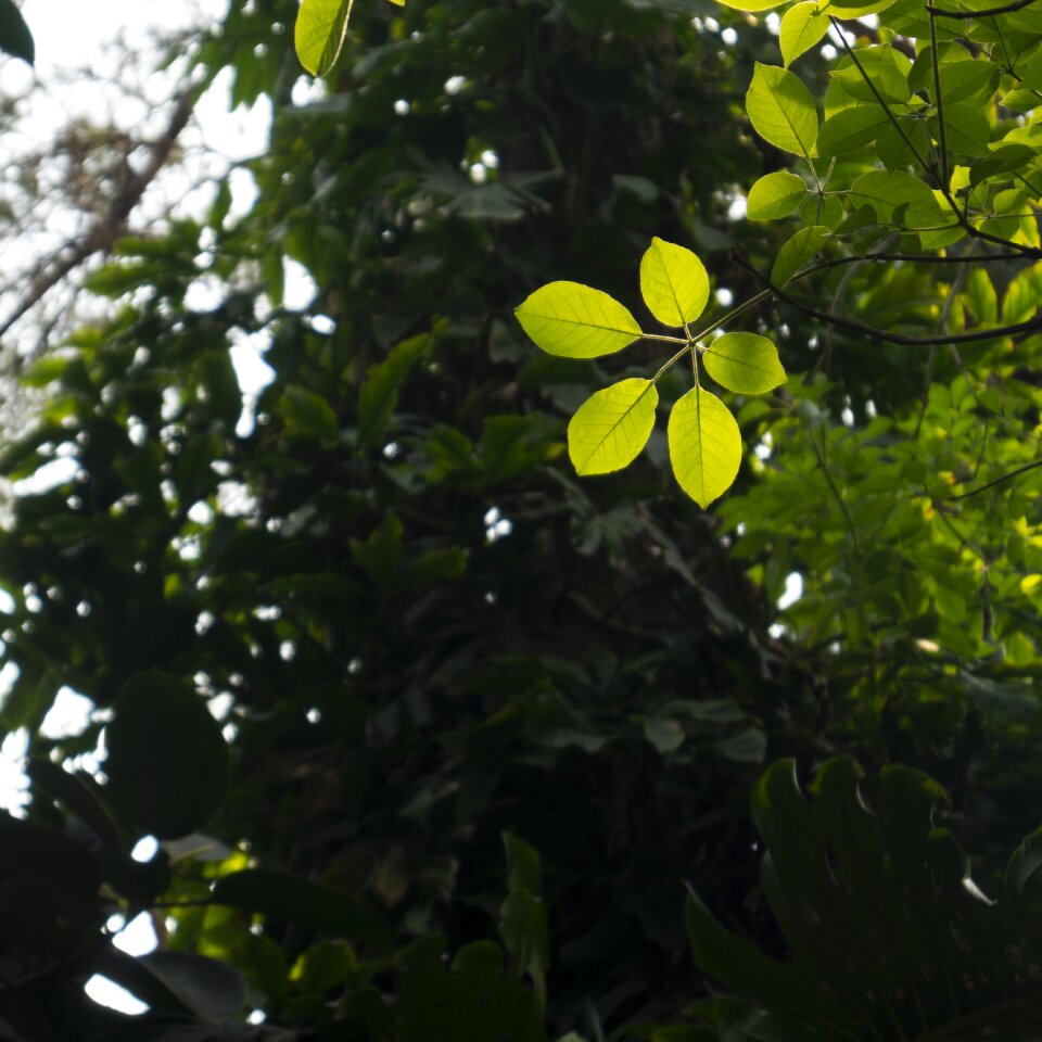 People's park nanning leaf