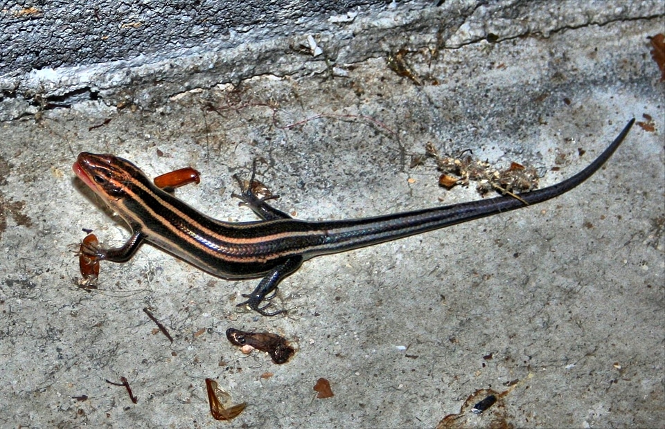 Wildlife wild crawling