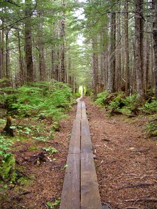 Forest outdoors trail photo