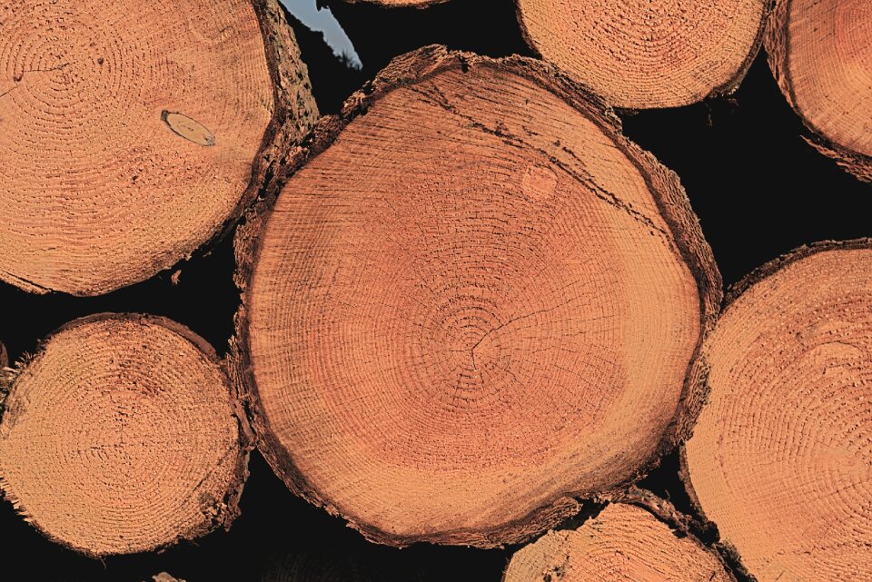 Sawn tree tree trunk