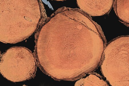Sawn tree tree trunk
