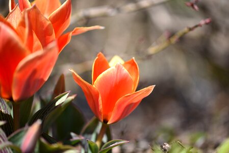 Bloom orange red plant photo