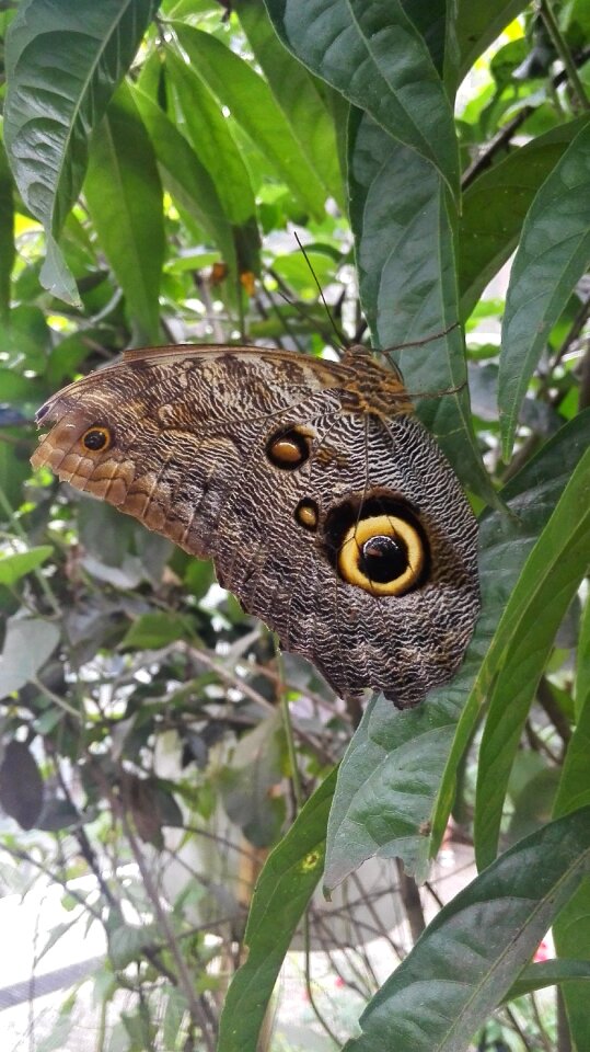 Butterfly natural butterfly garden