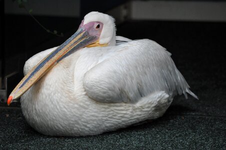 Pet pelican bird has ever been