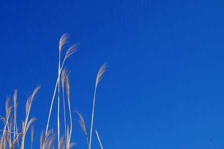 Grass stromovka forests