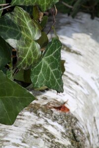 Ivy leaves trees photo