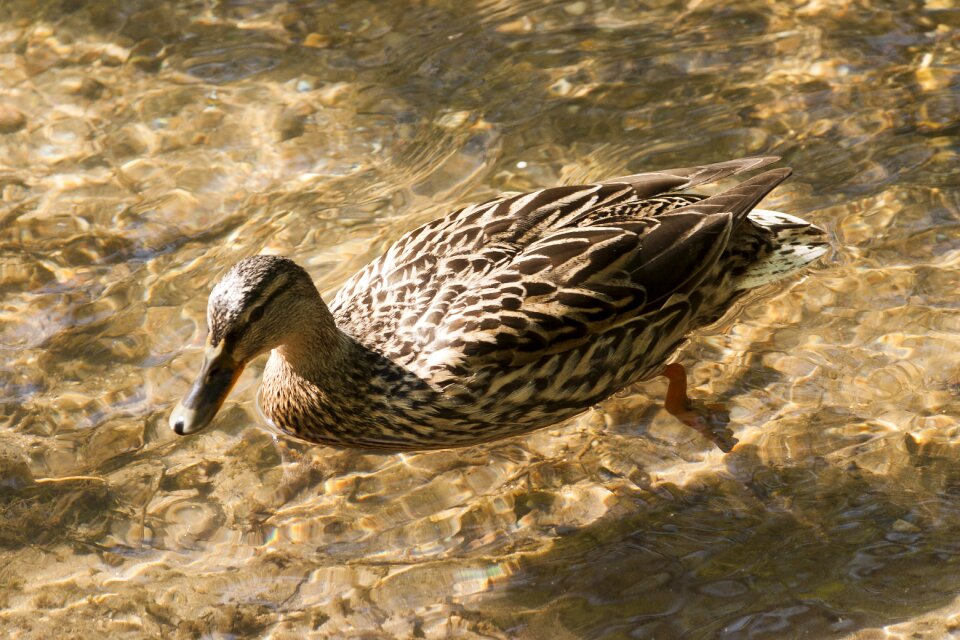Swim animal animal world