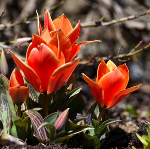 Red early bloomer spring flowers