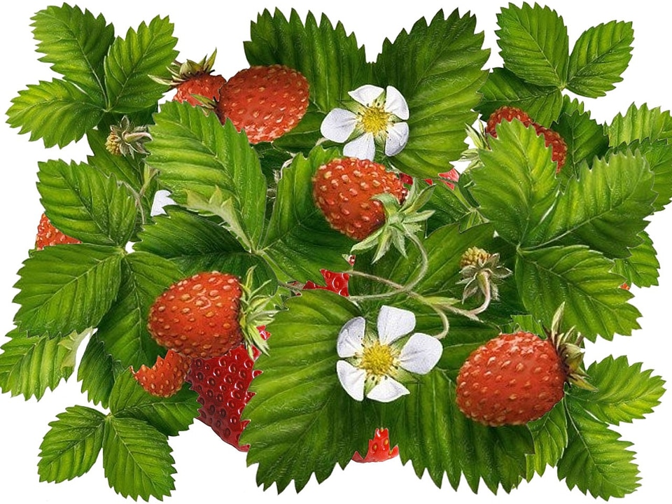 Flowers nature spring