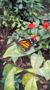 Butterfly natural butterfly garden