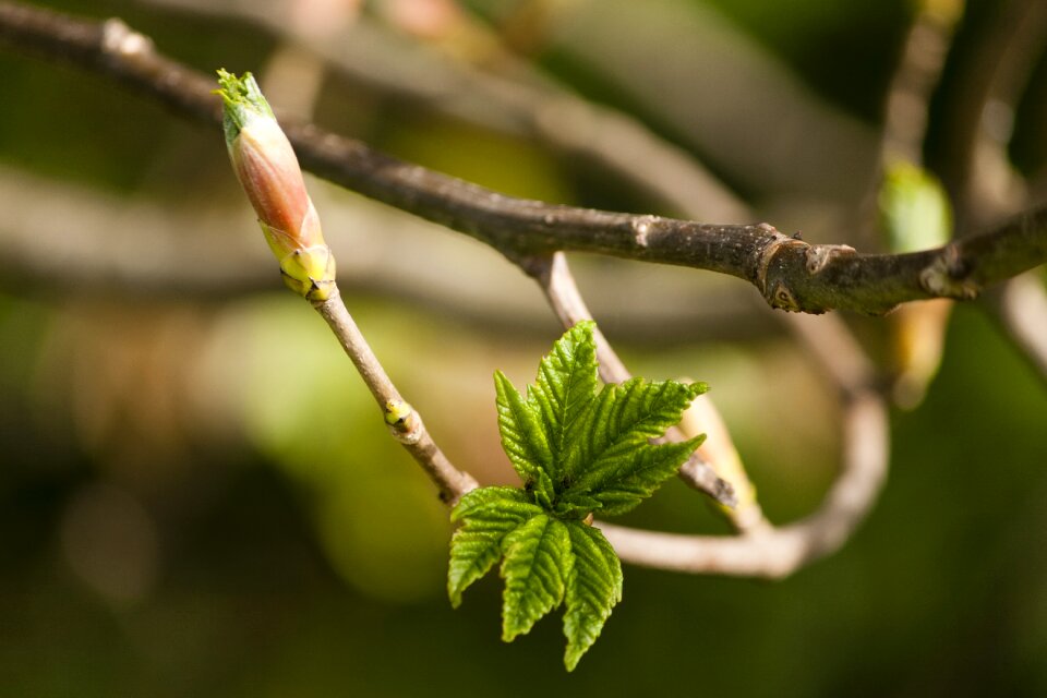 Branch young leaves spring