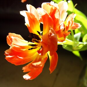 Netherlands open sun