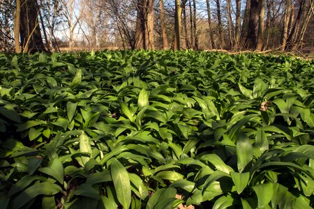 River floodplain meadow bear's garlic
