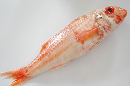 Red fishing food