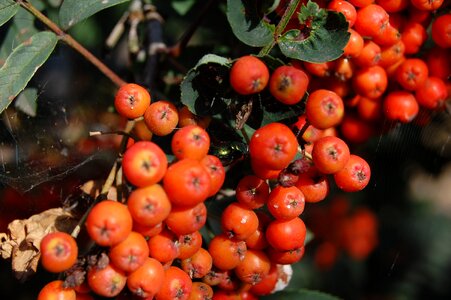 Autumn plant bush