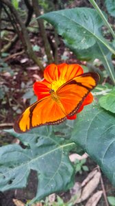 Butterfly natural butterfly garden photo