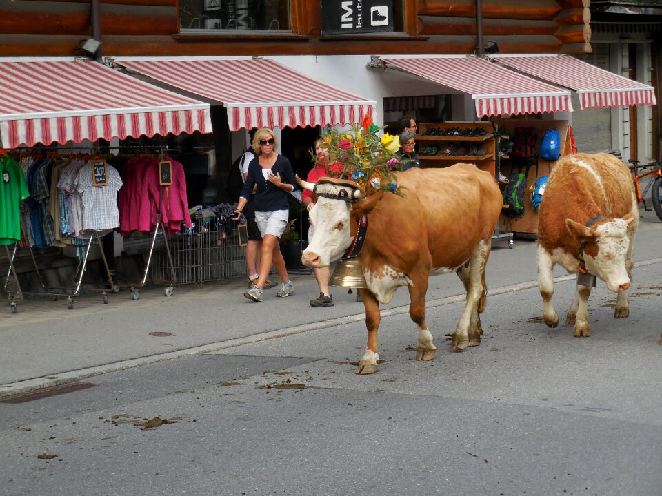 Herd switzerland europe