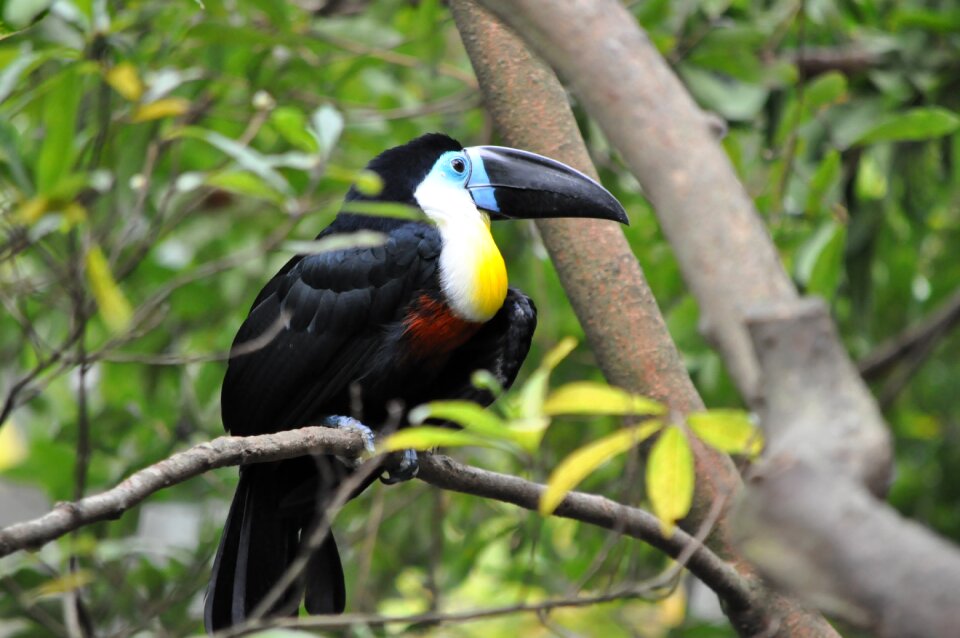 Pet toucan rainforest
