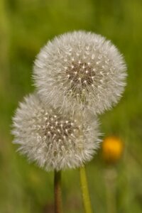 Dandelions green spring