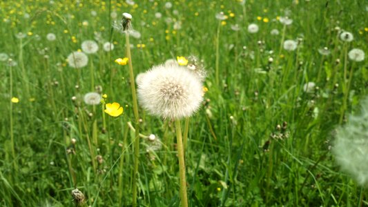 Grass greenery