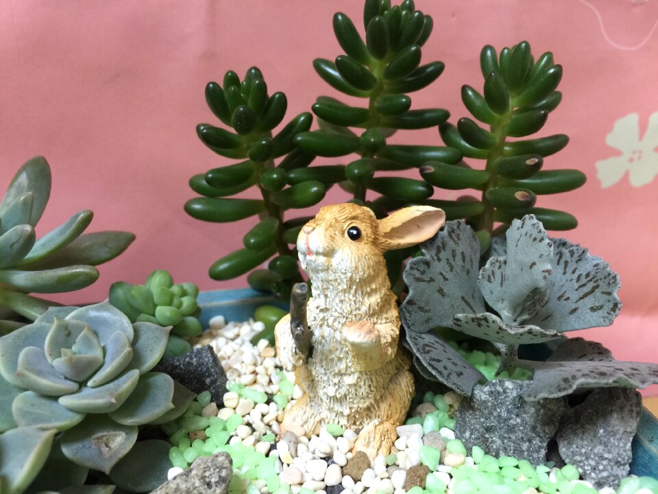 Rabbit plant the fleshy
