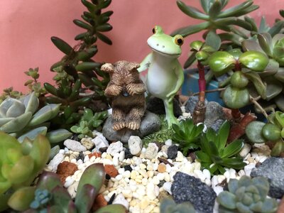 Frog plant cubs