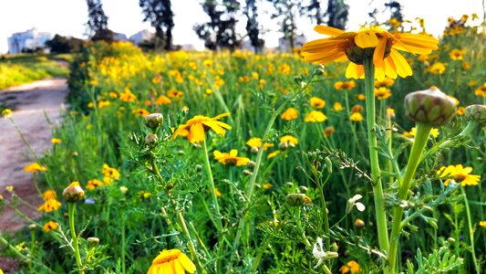 Grass yellow field yellow spring