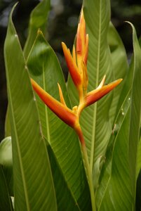 Flowers blossom flower bud