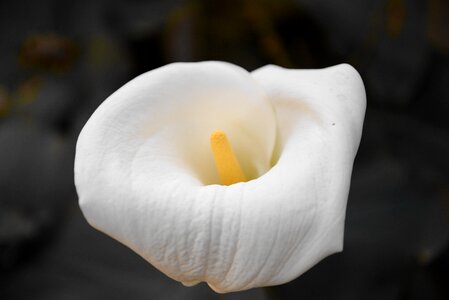 White nature foreground