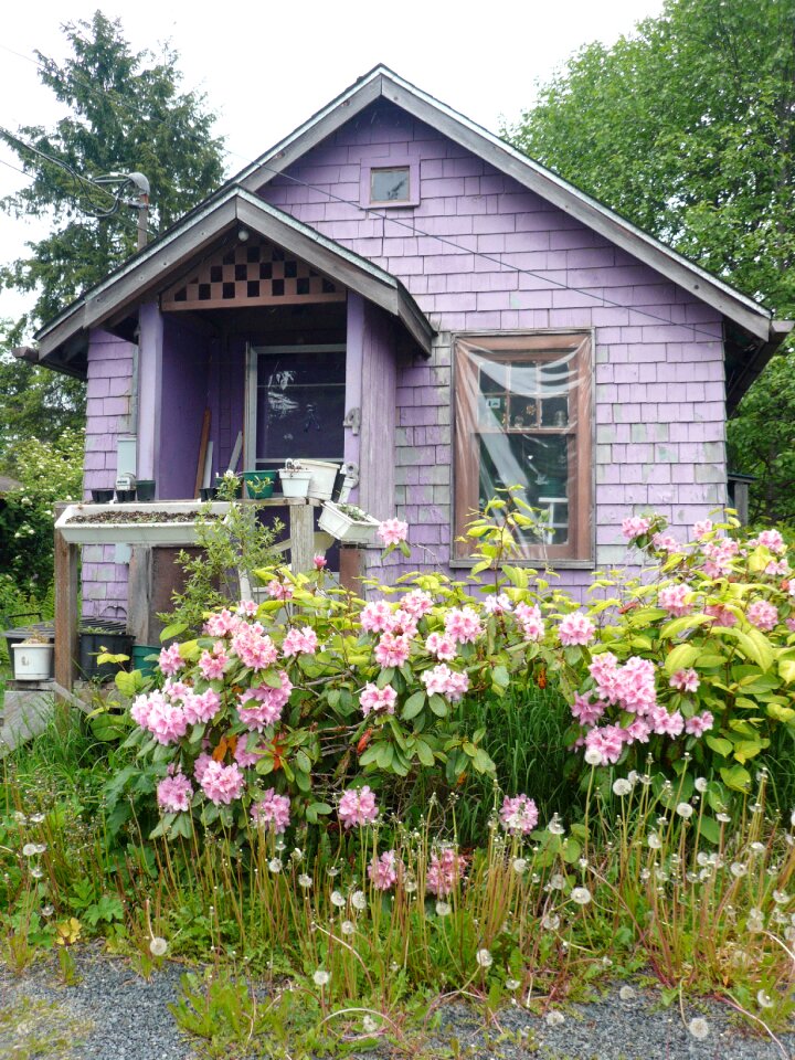 Purple blooming