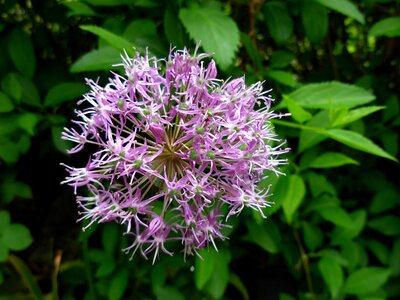 Bloom hedge bush photo