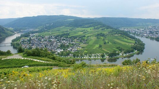 Flower bloom moselle