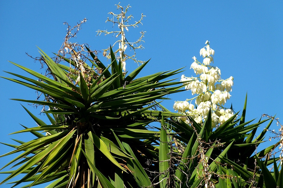Botanical leaves pointed