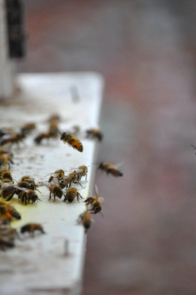 Beekeeping bees honey