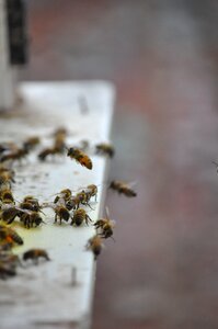 Beekeeping bees honey