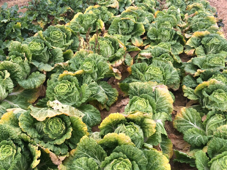 Farming plants kim jang