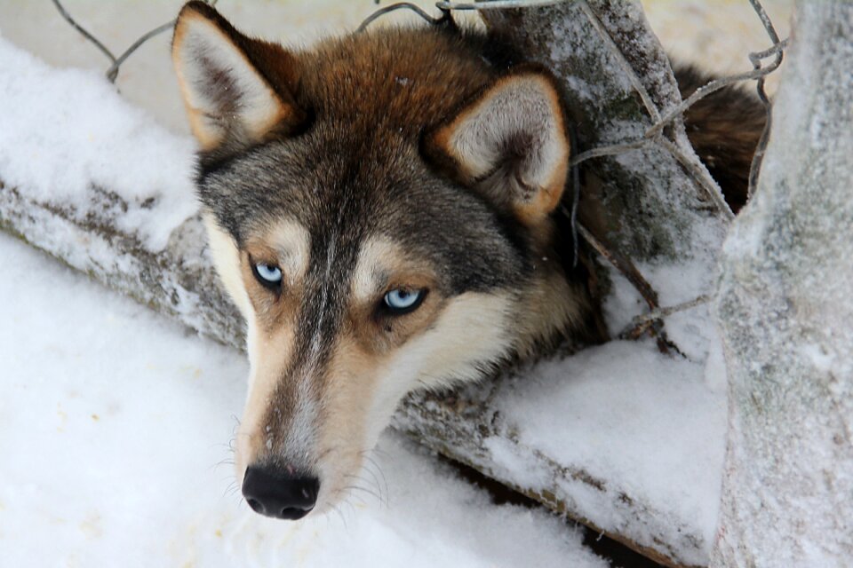 Finland sledgedog sled dog