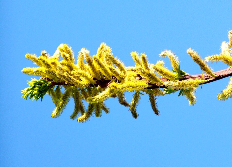 Flowering branch of barka spring clear blue sky