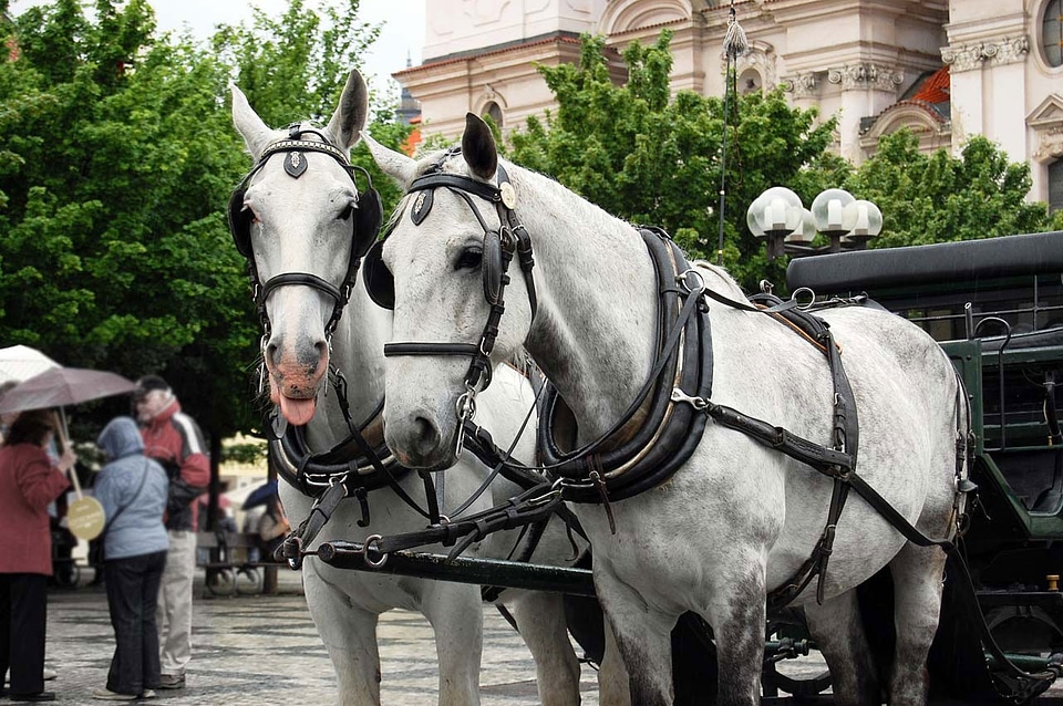 Carriage prague roadway