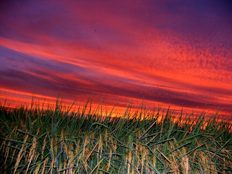 Sunset in rice field pink clouds