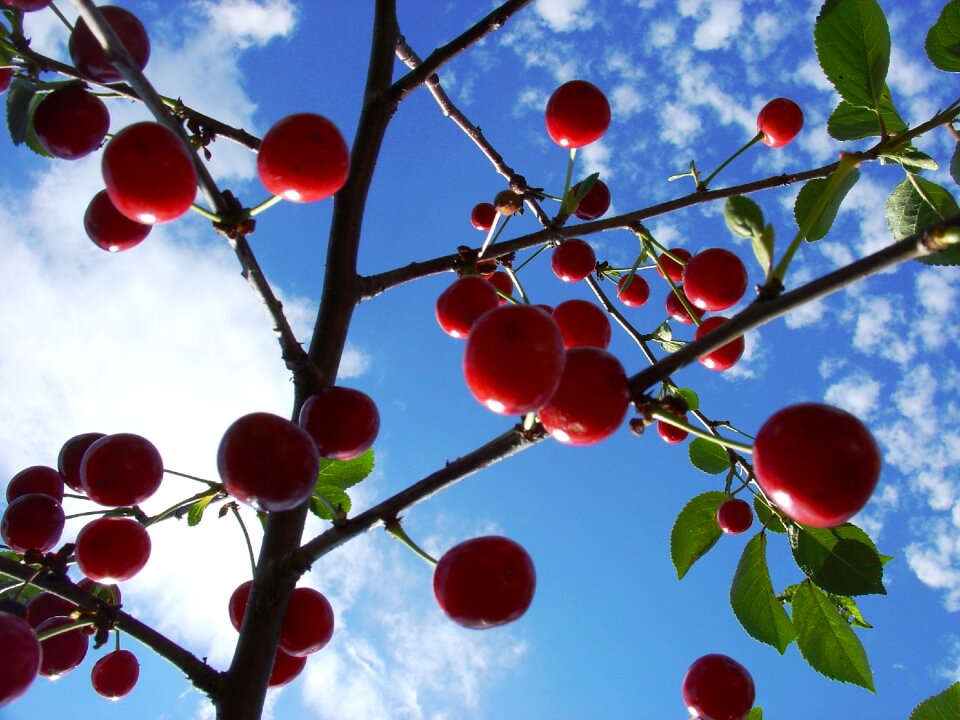 Sky summer nature