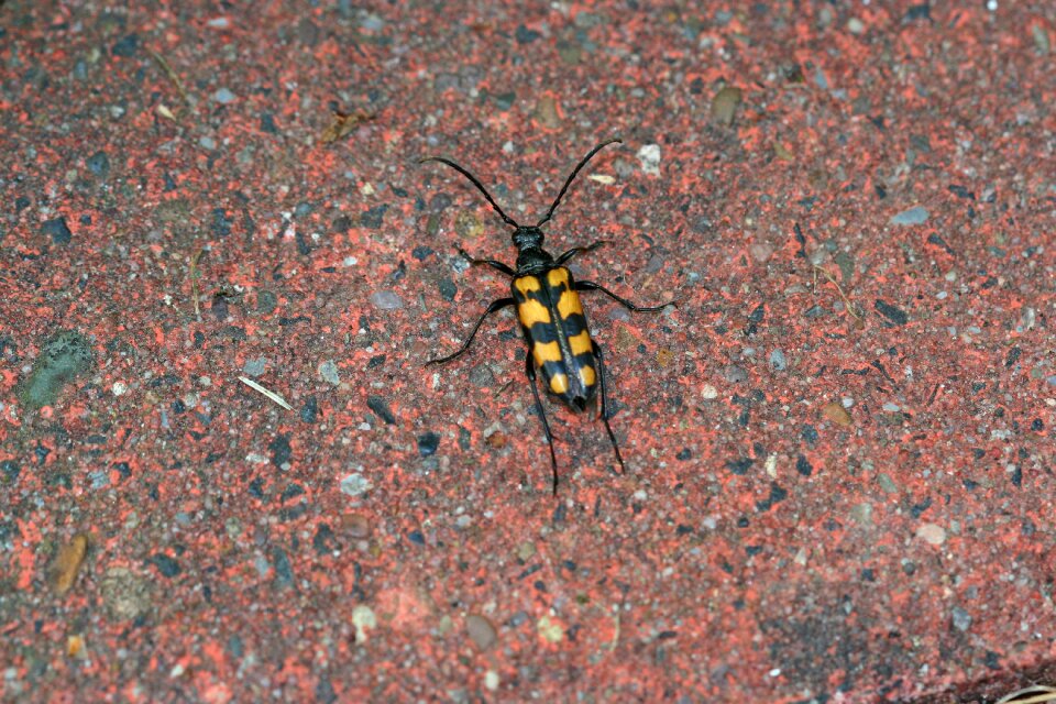 Nature insect close up