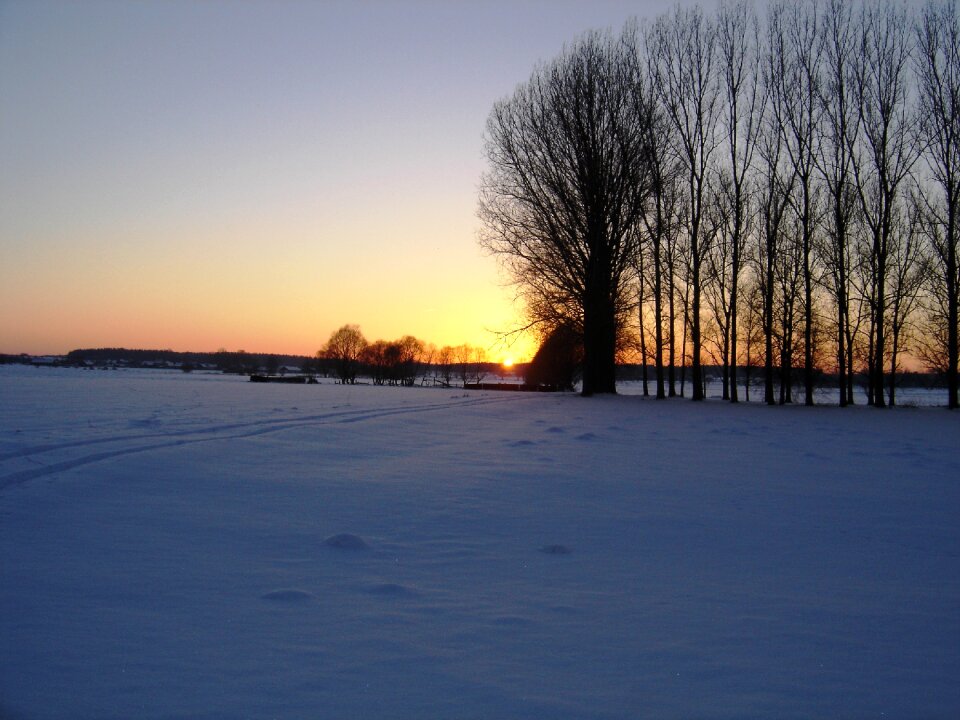 Tree the sun twilight